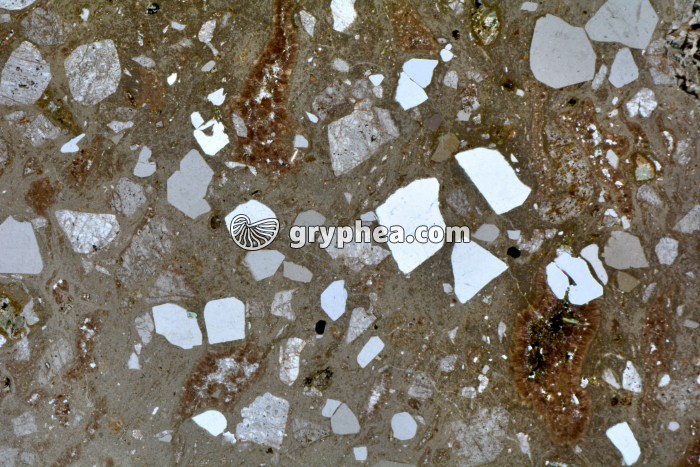 Rhyolite LPA x3,5 - gryphea.com